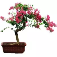 bibit biji benih bonsai bunga bungur pink
