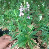 tanaman-lavender