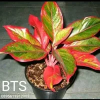 tanaman hias aglonema lipstick - aglaonema red lipstick