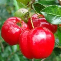 Bibit Tanaman Buah Cherry Barbados Berbuah atau Berbunga