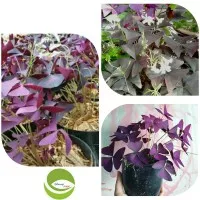 Tanaman Hias Daun Kupu2 Ungu/Kupu2 Pohon Purple Shamrock Ungu