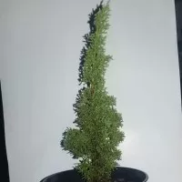 Bahan Bonsai Sargentii