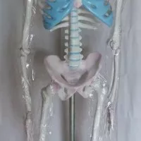 torso kerangka manusia dewasa