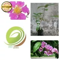 bibit tanaman bunga bungur/pohon kembang bunga bungur pink mirp sakura