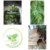 Daun salam koja/daun kari segar 1kg