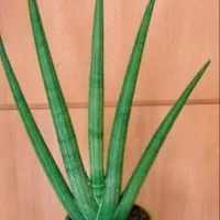 Tanaman Sansevieria Cylindrica Bojer Mini