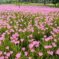 tanaman hias kucai tulip bunga pink - lily bunga hujan