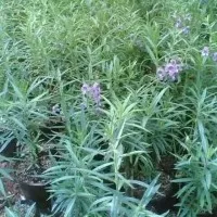 tanaman lavender - tanaman anti nyamuk - tanaman bunga lavender