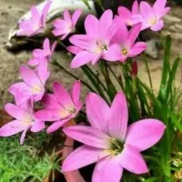 Tanaman hias kucai bunga tulip bunga pink
