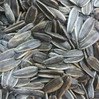 Kacang Kuaci Import / Sunflower Seed ( 250 Gram )