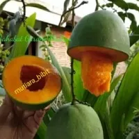 bibit mangga alpukat