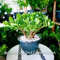 jade plant / crassulaovata / crassulaovatajade / jade