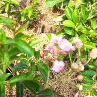bunga sakura / benih herbal / hiasan taman