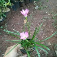 tanaman hias kucai tulip bunga pink/bibit kucai tulip bunga pink