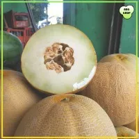 Melon MADU Manis Seger