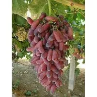 Bibit Anggur Import Pink Hussein Grafting