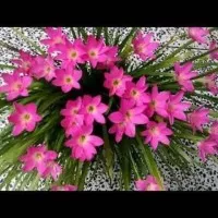 Tanaman Hias Kucai Lili Bunga Pink - Lily Hujan bunga pink