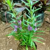 tanaman lavender..