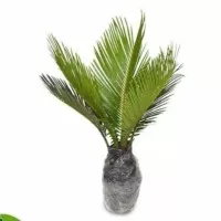 Bibit palm Sikas - Pohon Palem Sikas - Tanaman bonsai