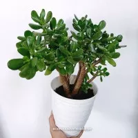 crassulaovata / jadeplant / money tree / lucky plant