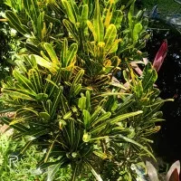 tanaman hias puring bor kuning,pohon puring bor kuning