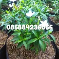 tanaman hias rombusa mini / rombusa hijau