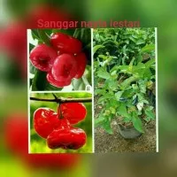 jual bibit jambu kancing merah/pohon jambu/tanaman buah murah