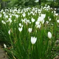 New Tanaman hias kucai tulip bunga putih kucai bunga