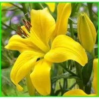 Tanaman Hias Bunga Lily Day - Tanaman Kucai Bunga Kuning