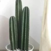 bibit kaktus belimbing 60cm