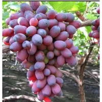 bibit anggur import jenis ninel - anggur merah batang ori
