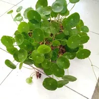 tanaman herbal pegagan+pot item