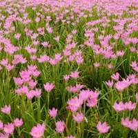 Tanaman Hias Kucai Bunga Pink - Lily Hujan -Kucai Tulip