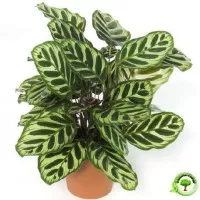 Calathea makoyana / tanaman hias daun /calathea murah