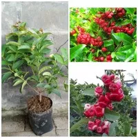 bibit jambu air kancing merah