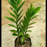 Tanaman Zz Plant -Dolar Zamia