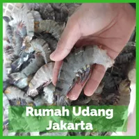 (PROMO) Udang Kupas Kepala 1 kg/Udang Tanpa kepala/Udang Putus Kepala