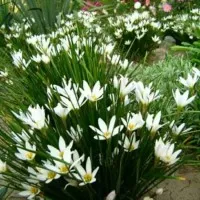 tanaman hias kucai tulip bunga putih lili kucai