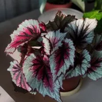 tanaman begonia rex