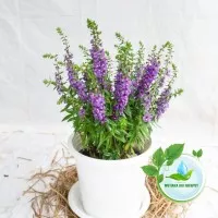 tanaman lavender-bibit tanaman lavender