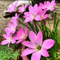 Tanaman hias_pohon tulip bunga pink_lili kucai