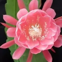 Tanaman Hias Wijaya Kusuma bunga pink - Bibit Tanaman Wijaya Kusuma