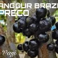 Pkl Terlaris Bibit Buah Anggur Brasil / Anggur Batang Jaboticaba Preco
