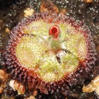 Drosera burmanii