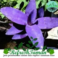 tanaman hias mega mendung - adam hawa ungu - tanaman terrarium