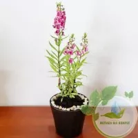 tanaman lavender bunga pink-tanaman lavender antinyamuk