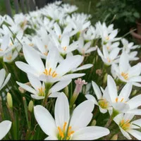 rain white lily-tanaman bunga lily hujan-bibit tanaman kucai bunga put