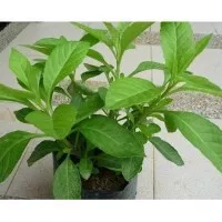 Bibit tanaman sambung nyawa (obat herbal) Murah