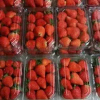 buah strawberry 1 pack / tukangsayurjkt