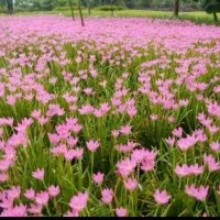 tanaman hias Lily hujan bunga pink - kucai tulip bunga pink